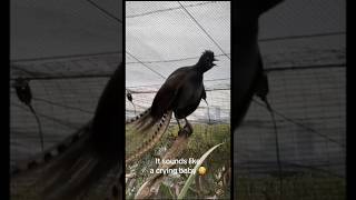 Lyrebird The Nature’s Master Mimiclyrebird australianbirds birdlovers wildlifewonders birding [upl. by Ecnirp]