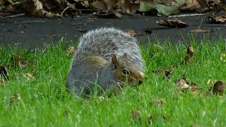 Squirrel Foraging [upl. by Barthel]