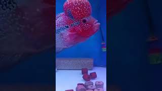 Beauty of Flowerhorn 🩷💙♥️ shortsvideo shortvideo [upl. by Yeniffit]