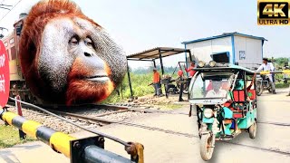 Kereta KRL Thomas Kikiop Lehar Jadi Merah VS Big Chimpanzee Funny Moments Train VideoFunny train [upl. by Ainessey]