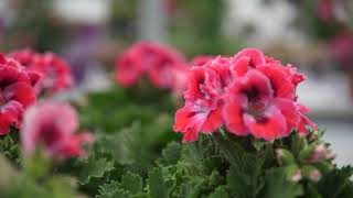 Pelargonium Grandiflorum Elegance Red Velvet  Garden Plant with Flowers in spectacular Colours [upl. by Knight]