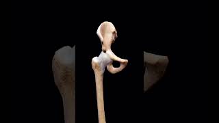 Ligaments of Hip joint education shorts [upl. by Tavie790]