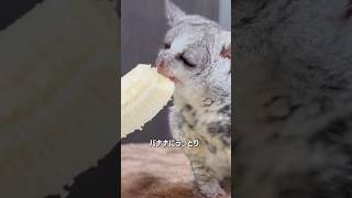 Bushbaby リアム🐵バナナ🍌の虜にshots bushbaby ブッシュベイビー ショウガラゴ おさるさん [upl. by Eal172]