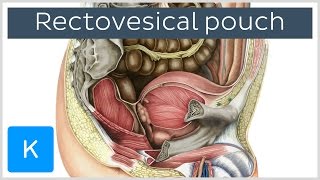 Rectovesical pouch Excavatio rectovesicalis  Human Anatomy  Kenhub [upl. by Leona523]