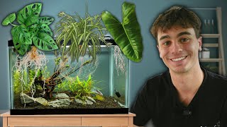 These 5 Easy House Plants Filter Your Aquarium [upl. by Alberto]