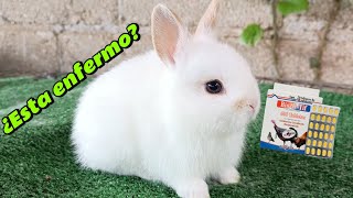 Mi conejo no come ¿Como saber si mi conejo está enfermo 🐇 [upl. by Aidnama]