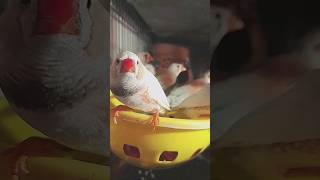 Finches bird 🐦  Zebra finch birds  birds zebrafinch finches youtubeshorts shorts shortsfeed [upl. by Elamor]