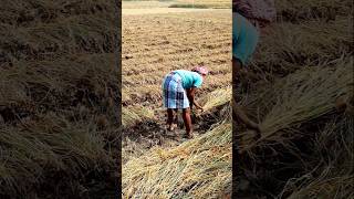 Amazing Farmer Harvesting Paddy Manually shorts [upl. by Hailat]