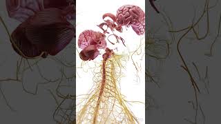 🧠 Exploded View of the Brain Unlocking Its Complex Anatomy anatomy [upl. by Arytahs774]