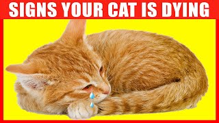 12 Critical Signs that Indicate Your Cat is Going to Die [upl. by Kenweigh]