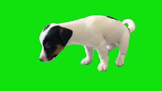 1 Puppy 1 Toy Meme Green Screen Chroma Key Template [upl. by Eninnaej888]