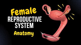 Female Genital System Internal amp External  Anatomy [upl. by Kevan]