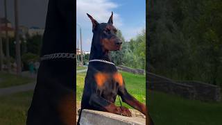 Kangal Vs Dobermann  İnanılmaz Karşılaşma😱☠️⚠️ shorts [upl. by Alrrats669]