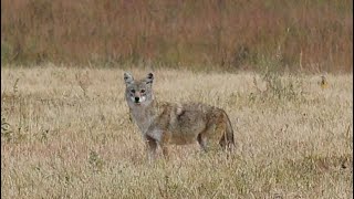 Coyote Hunting in Kansas Highlights from trip 2 [upl. by Ahsitil695]