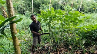 This Plant makes you Intoxicated when you drink it 🇫🇯 [upl. by Springer]