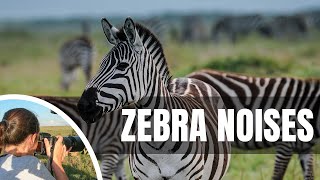 🦓 What sound does a zebra make [upl. by Lovash]