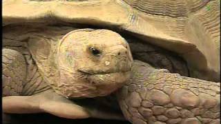 Wildlife World Zoo brings African Spurred Tortoises [upl. by Feucht678]