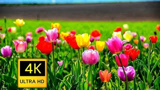 Real 4K Ultra HD 2160p 60Fps Nature Video With Soothing Peaceful Relaxing Music 4k 8k relax [upl. by Aynwat77]