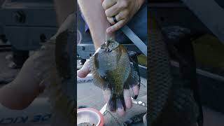 Catching GIANT Bluegill at Reelfoot Lake outdoors fishing fishingvideo [upl. by Aderf278]