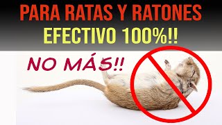 LA MEJOR TRAMPA CASERA PARA RATAS Y RATONES ¡¡FUNCIONA [upl. by Weldon829]