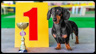 Always Best In Show Cute amp funny dachshund dog video [upl. by Ahsemrak]