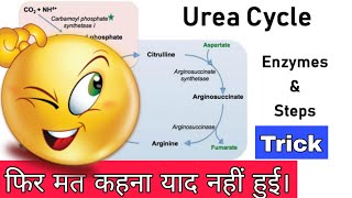 Urea cycle trick  Urea cycle biochemistry in hindi [upl. by Neesay]