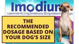 What’s the Right Imodium Dosage for Dogs with Diarrhea [upl. by Enyrhtak552]