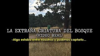 LA EXTRAÑA CRIATURA DEL BOSQUE VIDEO REAL [upl. by Celestyna784]