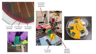 Molecular Pendulum  a universal platform for reagentless biosensing [upl. by Sane]