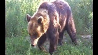 Sharing A Beer With A Bear Spending Quality Time With A Friendly Brown Bear [upl. by Jenda166]