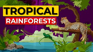 Animals of the Rainforest [upl. by Nickie]