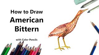 How to Draw a American Bittern with Color Pencils Time Lapse [upl. by Bartlett]