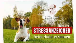 Fiffis Welt Stressanzeichen beim Hund erkennen [upl. by Omsare]