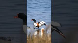 🦆 Shelduck 🦆 [upl. by Glinys900]