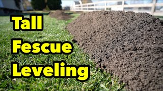 Tall Fescue Lawn Sand Compost Leveling Can It Be Done [upl. by Zuliram810]