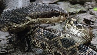 Cottonmouth vs Rattlesnake 05  Cottonmouth Kills amp Eats Rattlesnake [upl. by Mashe]