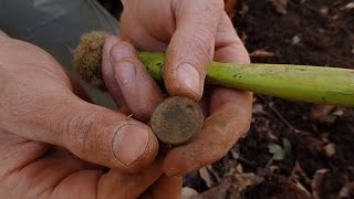 Metal Detecting  Old coins around the well  Nugget Noggin [upl. by Nilpik873]