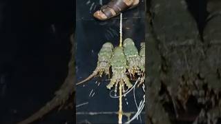 vanagaram🐟🦀🦐🦐🦐 fish market [upl. by Pain230]