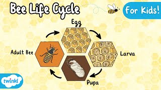 The Life Cycle of a Bee  Bee Life Cycle  Science for Kids [upl. by Tamara]