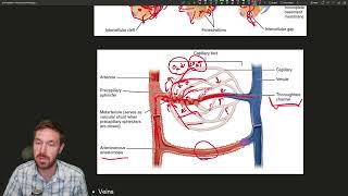 Navigating the Vascular Highway Understanding Blood Vessels and Capillaries [upl. by Gavan]