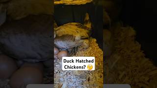 Duck Hatched Chickens [upl. by Silverts]