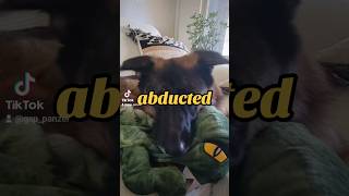 abducted by aliens German Shepherd GSD puppy 👈🥺🐶 newvideo shorts ytshorts viral viralshorts [upl. by Svend]