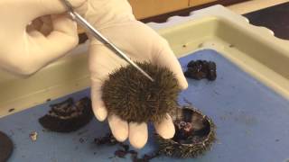 Sea Urchin amp Sand Dollar Dissection Part1 Coe [upl. by Lonnie285]