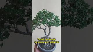 Bonsai sancang premna microphylla [upl. by Gretna22]