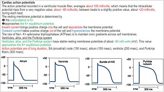 Spleen functioncardiac action potentialrefractory period vs skeletal muscle بالتفصيل [upl. by Anitsirt]