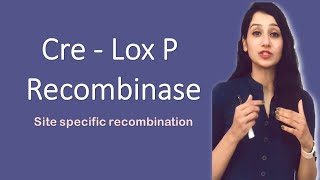 CRE LOX P Recombinase I Site specific recombination I Bacteriophage P [upl. by Dame434]