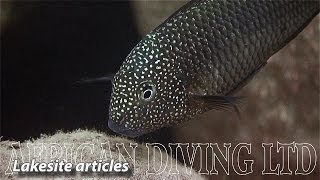 Lake Tanganyika Cichlids in the Wild HD 1080p [upl. by Adnalor]