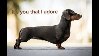 Wiener dog song Full song [upl. by Roer]