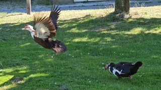 Flying muscovy duck [upl. by Jay742]