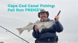 Cape Cod Canal Striper Fishing Fall Run FRENZY [upl. by Nisen]